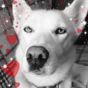 Meet your Posher, Sian-nichola